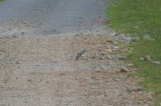 dunlin (question).JPG