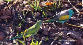 Hooded Parrot Psephotus dissimilis Pine Creek Region 1-7-06 2b.jpg