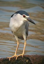 bc night heron.iso100.21.7mm.cropIMG_0705.jpg