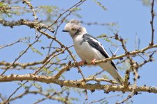 HelmutShrike3339.jpg