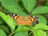 DS painted lady 290706 1.jpg
