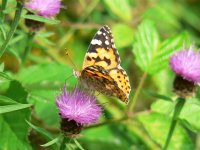 DS painted lady 290706 3.jpg