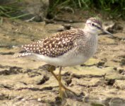 wod sandpiper hermitage 2 aug 06.jpg