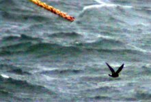 storm petrel carlingford lough july 06jpg.jpg