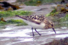 sanderling whitestown july 06.jpg