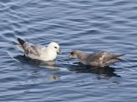 Jun15 Fulmar 01-1.JPG