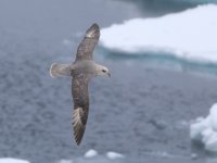 Jul15 Fulmar 08.JPG