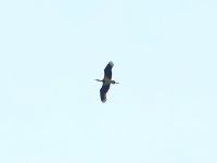 Aug15 Black stork 01.JPG