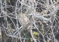 mystery warbler Agia Napa SW 20aug2015_U1A2145sm.jpg