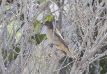 Mystery Warbler Agia Napa SW 20aug2015_U1A1914sm.jpg