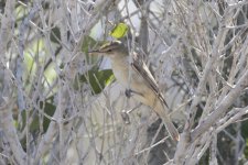 mystery Warbler Agia Napa SW 20aug2015_U1A1896sm.jpg