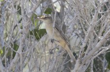 mystery warbler Agia Napa SW 20aug2015_U1A1891sm.jpg