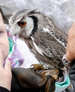 P1110815 (2) African White-faced Scops Owl 3..jpg