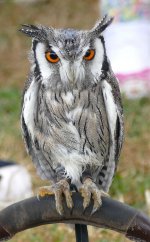 P1110818 (2) African White-faced Scops Owl 4..jpg