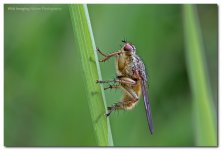 yellow dung fly scathophaga stercoraria.jpg