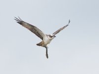 Osprey33(11)_1024_4171.jpg