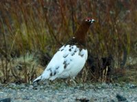 Willow Grouse.JPG