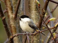 Willow Tit (2).JPG