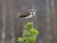 Wood Sand.JPG