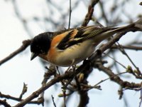 Brambling (3).JPG