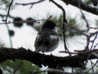 Pied Fly.JPG