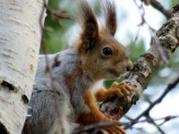 Red Squirrel (1).JPG