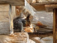 Red Squirrel (2).JPG