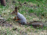 Red Squirrel (3).JPG