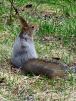 Red Squirrel (4).JPG