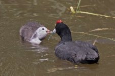 Crested-Coot-(42)-web.jpg