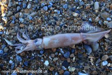 005 European Common Squid (Alloteuthis subulata) Norfolk GB UK March 2015 cp crs 130dpi.jpg