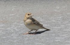 Sparrow sp Arabian Sea 180915.jpg