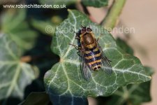 015 Hoverfly species (Syrphus species) Norfolk UK GB April 2015 cp crs 130dpi.jpg