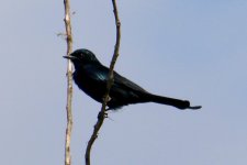 Black Drongo.jpg