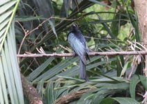 Spangled drongo 21 6 15 (6).JPG