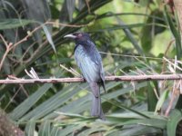 Spangled drongo 21 6 15 (15).JPG