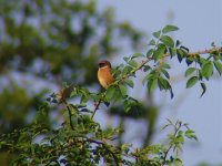 Stonechat Coney2 190915.jpg