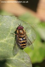 010 Hoverfly species (Syrphus species) Norfolk UK GB April 2015 cp pt crs 130dpi.jpg