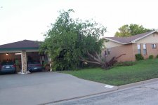 Tree on House.jpg