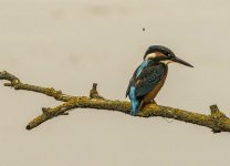 Kingfisher A 2J4A9412.jpg