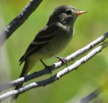 2015 8 August 7 Empid Moose Creek Trail, Humbug Spires (3)a.JPG