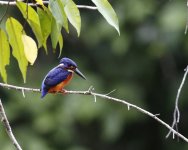 blue-eared kingfisher.JPG