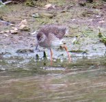 Redshank Juvenile 4.jpg