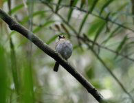 eyebrow jungle flycatcher.JPG