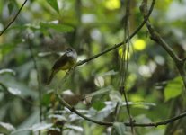 yellow bellied bulbul.JPG