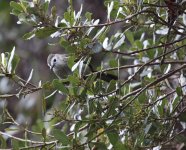 white faced bulbul.JPG