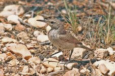 Rock-Wren.jpg