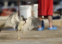 bc night heron flight fish  lamma HK D810 300PF_DSC4493.jpg