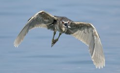 bc night heron flight lamma HK D810 300PF_DSC4616.jpg