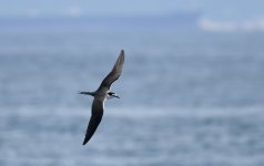 bridled tern po toi HK D810 300PF_DSC3928.jpg